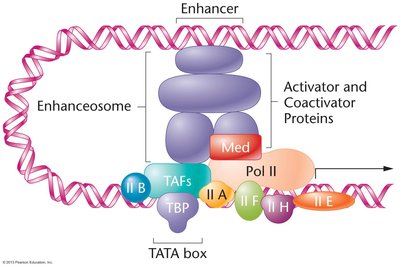 Enhanceosome and transcription initiation complex