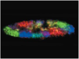 Chromosome territories in a chicken cell nucleus
