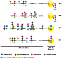 Histone modifications: methylation, phosphorylation, acetylation, ubiquitylation