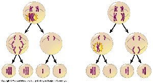 Nondisjunction in Anaphase II