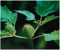 Datura stramonium fruit phenotypes in trisomic conditions