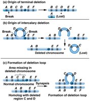 Types of chromosomal deletions