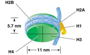 Nucleosome structure with histone proteins and DNA
