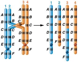 Unequal crossing over leading to duplication and deletion