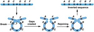Chromosomal inversion formation