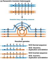 Paracentric inversion heterozygote and recombination outcomes