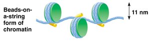 Beads-on-a-string form of chromatin