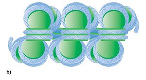 Packaging of nucleosomes into the 30-nm chromatin fiber