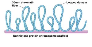 Organization of 30-nm chromatin fiber into looped domains