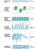 Orders of chromatin packing leading to metaphase chromosome