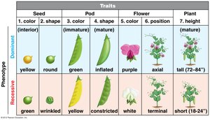 Table of Mendel's seven traits