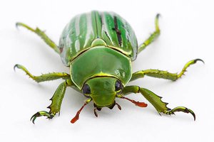 Genotype and phenotype illustration