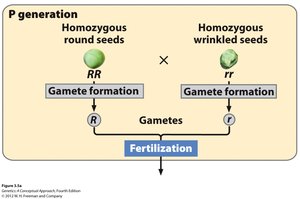 F1 progeny genotype and phenotype