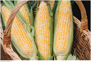 Corn kernel color segregation