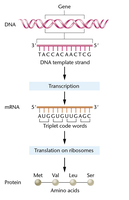 Central Dogma: DNA to RNA to Protein