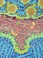 Neurotransmitter receptors