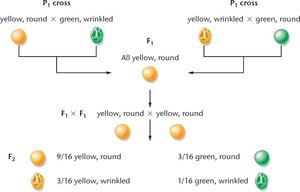 Mendel's law of independent assortment illustrated with pea traits