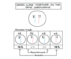 Genes close together on the same chromosome: gamete formation and recombination