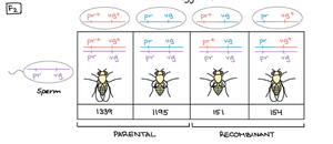 Expected offspring classes for linked and unlinked genes
