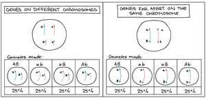Comparison of gene inheritance: different chromosomes vs. far apart on same chromosome