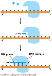 Diagram showing primase adding an RNA primer to the DNA template