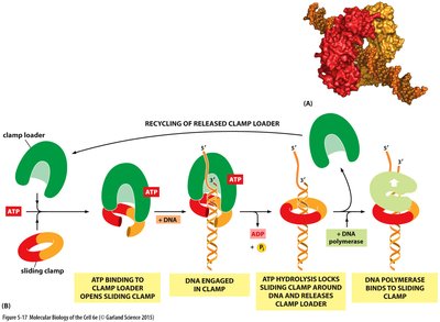 Diagram of sliding clamp and clamp loader proteins