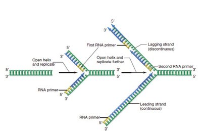 Diagram of leading strand synthesis