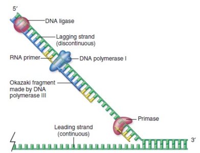 Diagram of Okazaki fragments on the lagging strand