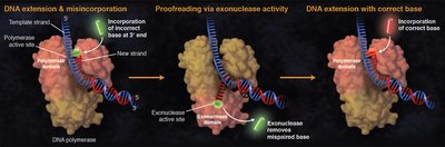 Diagram showing DNA polymerase proofreading and exonuclease activity
