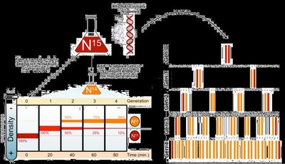 Meselson-Stahl experiment diagram showing DNA banding patterns