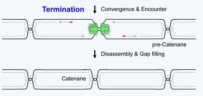 Diagram showing replication fork convergence and Ter sites