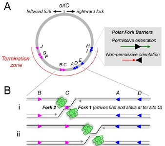 Diagram showing removal of RNA primers and gap filling