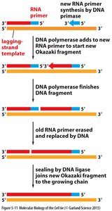 Diagram showing precatenanes and catenanes during DNA replication termination