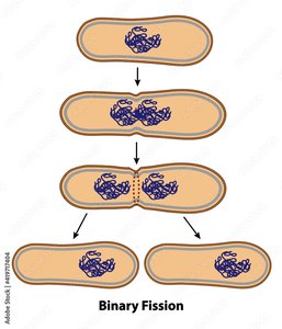 Binary fission diagram showing chromosome copying and cell division