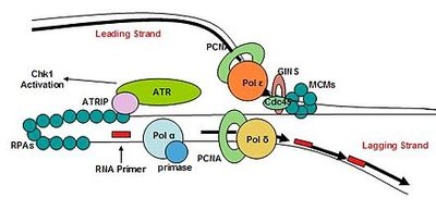Diagram of eukaryotic DNA replication machinery
