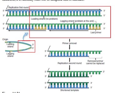 Diagram showing telomere shortening and cell division
