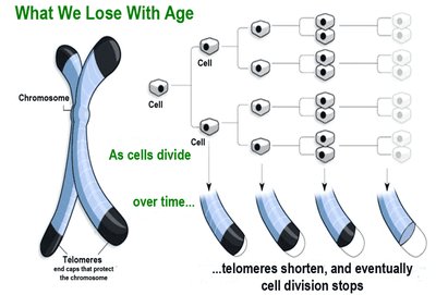 Diagram of telomerase extending chromosome ends