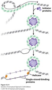 Diagram of initiator proteins, helicase, and single-strand-binding proteins at the origin of replication