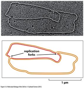 Electron micrograph and diagram of replication forks in DNA
