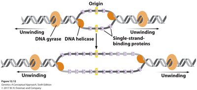 Diagram showing the roles of DNA gyrase, helicase, and SSBs at the replication fork