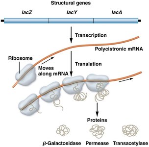 Diagram of lac operon structure and polycistronic mRNA