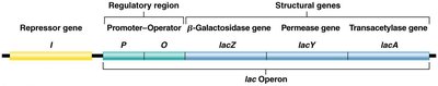 Lac operon regulatory region and repressor gene