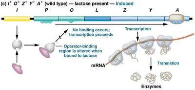 Negative control: repressor binding blocks transcription