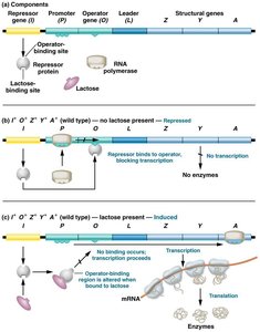 Lac operon induced: repressor not bound, transcription proceeds