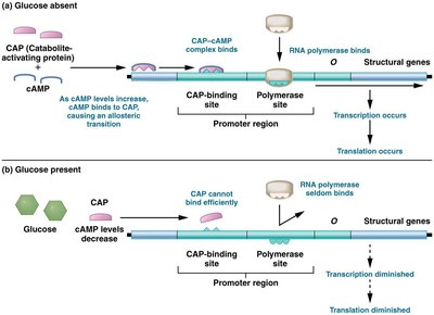 Summary: lac operon repressed and induced states