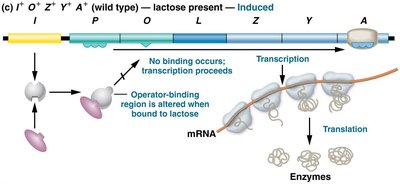 CAP-cAMP complex binding and catabolite repression