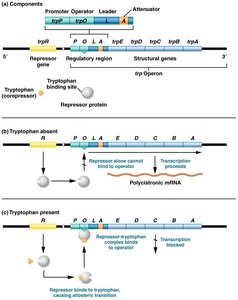 trp operon structure and regulation