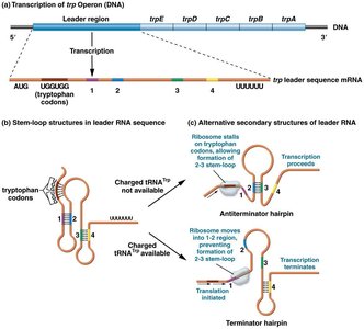 trp operon regulation: repression and attenuation