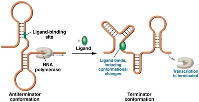 Riboswitch conformational change upon ligand binding