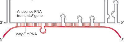 Antisense RNA binding to mRNA